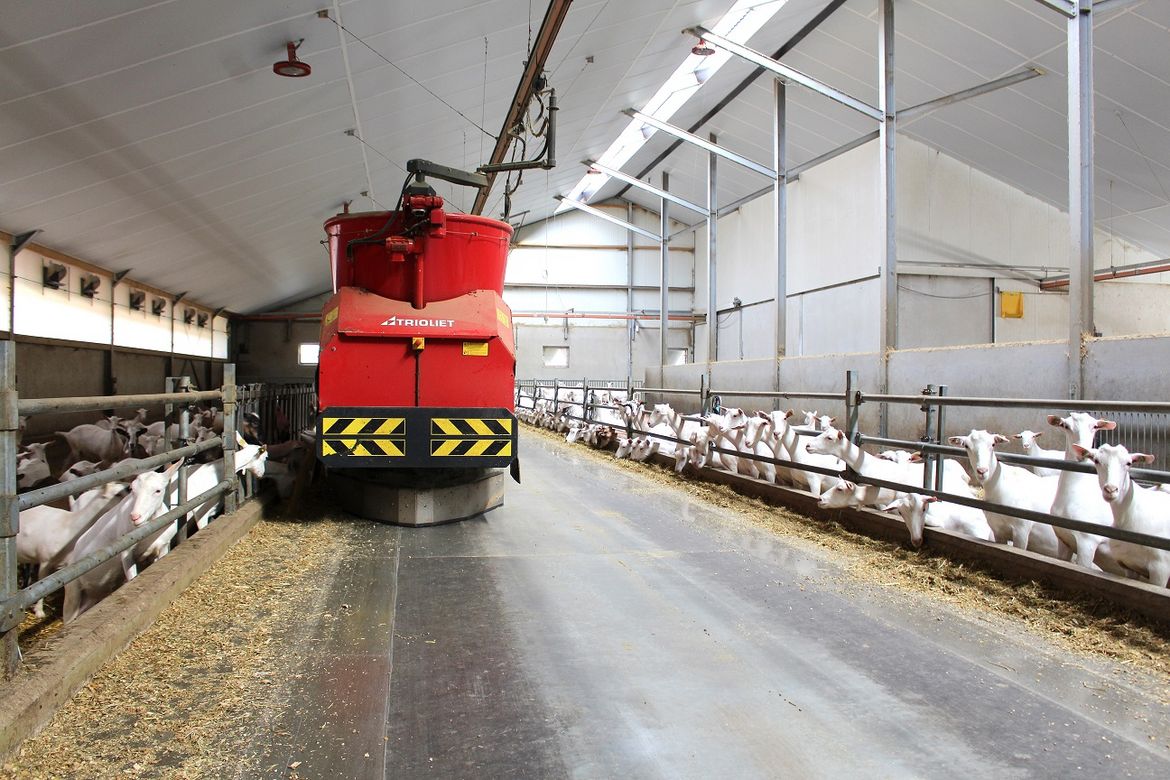 automatisch voeren van geiten met voerrobot